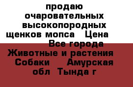 продаю очаровательных высокопородных щенков мопса › Цена ­ 20 000 - Все города Животные и растения » Собаки   . Амурская обл.,Тында г.